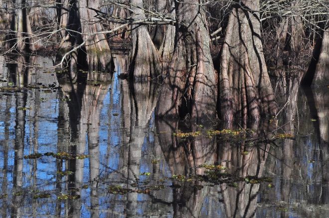 cypress trees in water